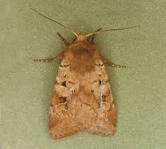 Attēlu rezultāti vaicājumam “Diarsia florida”