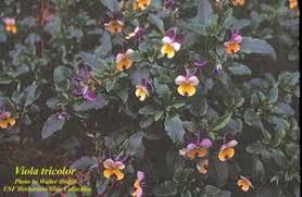 Attēlu rezultāti vaicājumam “Viola tricolor subsp. matutina”