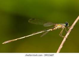 Attēlu rezultāti vaicājumam “Lestes virens female”