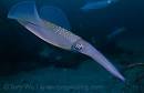 Diving with Bigfin Reef Squid (Sepioteuthis lessiona) in Izu Japan