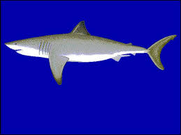 Image result for Carcharodon carcharias