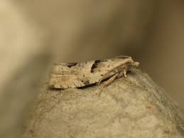 Attēlu rezultāti vaicājumam “Epinotia bilunana”