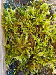 Attēlu rezultāti vaicājumam “Dicranella crispa”