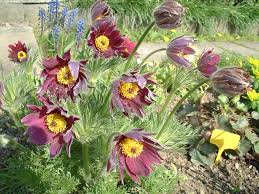 Image result for Pulsatilla