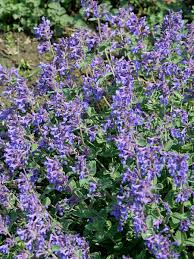 Image result for Katzenminze