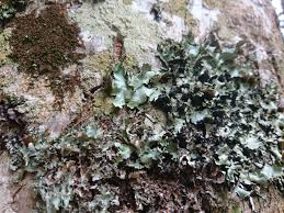 Attēlu rezultāti vaicājumam “Cetrelia sp.”