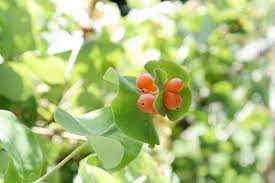 Attēlu rezultāti vaicājumam “Lonicera caprifolium fruit”