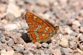 Attēlu rezultāti vaicājumam “Euphydryas maturna larva”