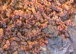 Attēlu rezultāti vaicājumam “Frullania fragilifolia”