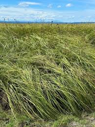 Attēlu rezultāti vaicājumam “Cladium mariscus”