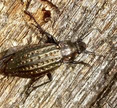 Attēlu rezultāti vaicājumam “Carabus clathratus”