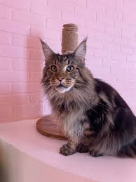 Image result for cat man