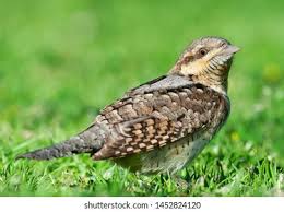 Attēlu rezultāti vaicājumam “Jynx torquilla adult”