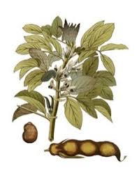 Attēlu rezultāti vaicājumam “Vicia faba”