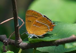 Attēlu rezultāti vaicājumam “Thecla betulae underside”