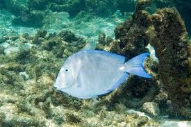 Image result for Acanthurus coeruleus