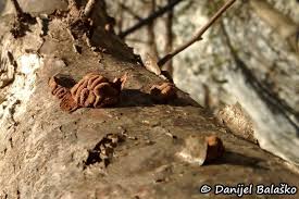 Attēlu rezultāti vaicājumam “Encoelia furfuracea”