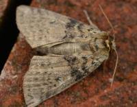 Attēlu rezultāti vaicājumam “Tethea or”