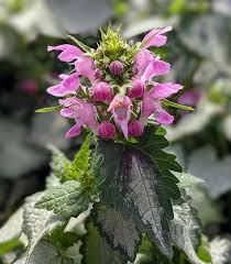 Attēlu rezultāti vaicājumam “Lamium maculatum flower”