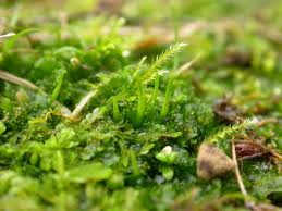 Attēlu rezultāti vaicājumam “Jungermannia hyalina cells”