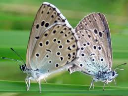 Attēlu rezultāti vaicājumam “Phengaris arion upperside”