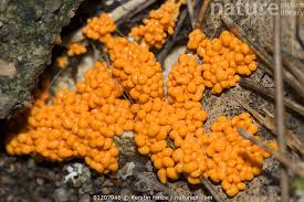 Attēlu rezultāti vaicājumam “Leocarpus fragilis spores”