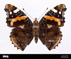 Attēlu rezultāti vaicājumam “Vanessa atalanta”