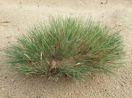 Attēlu rezultāti vaicājumam “Corynephorus canescens fruit”