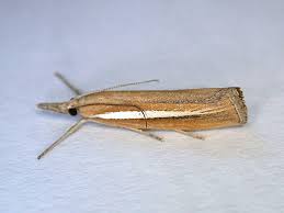 Attēlu rezultāti vaicājumam “Agriphila selasella”