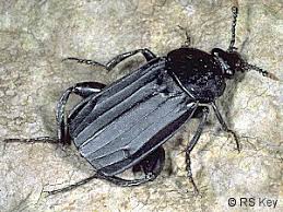 Attēlu rezultāti vaicājumam “Necrodes littoralis”