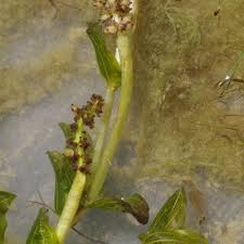 Attēlu rezultāti vaicājumam “Potamogeton perfoliatus flower”