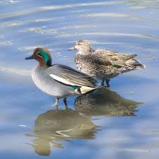 Attēlu rezultāti vaicājumam “Anas crecca”