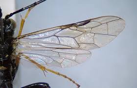 Attēlu rezultāti vaicājumam “Tenthredo mandibularis”