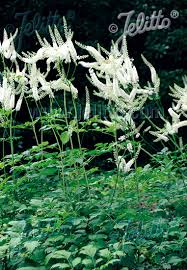 Image result for Silberkerze