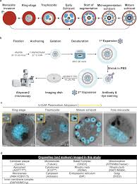 Attēlu rezultāti vaicājumam “Colloderma oculatum plasmodium”