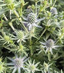 Image result for Eryngium `Blue Hobbit`