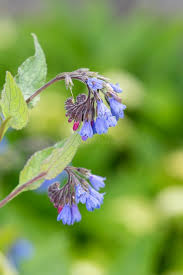 Attēlu rezultāti vaicājumam “Symphytum grandiflorum flower”