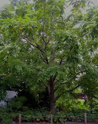 Attēlu rezultāti vaicājumam “Juglans mandshurica female flower”