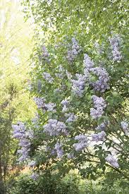 Attēlu rezultāti vaicājumam “Syringa vulgaris”