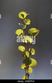Attēlu rezultāti vaicājumam “Betula nana leaf”
