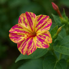 Attēlu rezultāti vaicājumam “Viola mirabilis flower”