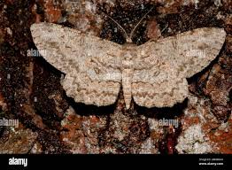 Attēlu rezultāti vaicājumam “Hypomecis roboraria”