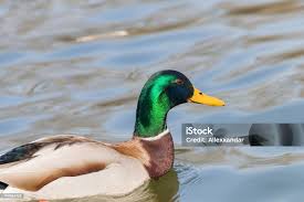 Attēlu rezultāti vaicājumam “Anas platyrhynchos male”