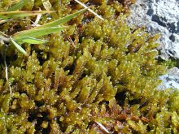 Attēlu rezultāti vaicājumam “Palustriella falcata”