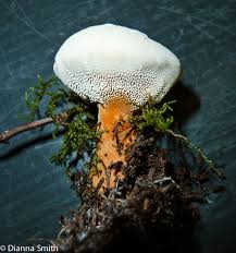 Attēlu rezultāti vaicājumam “Arcyria affinis young”