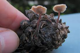 Attēlu rezultāti vaicājumam “Auriscalpium vulgare”