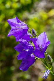 Attēlu rezultāti vaicājumam “Campanula latifolia leaf”