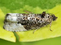 Attēlu rezultāti vaicājumam “Hedya nubiferana”