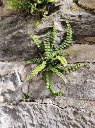 Attēlu rezultāti vaicājumam “Asplenium viride”