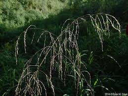 Attēlu rezultāti vaicājumam “Glyceria lithuanica”